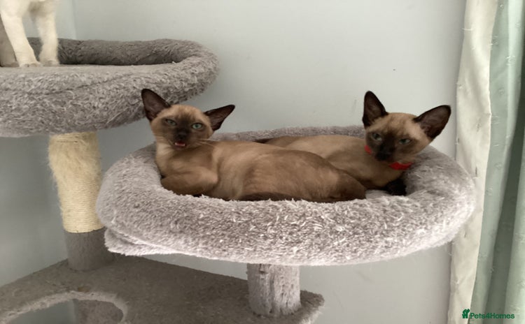 Tonkinese cats - Advert 1