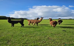 Llama livestock for sale: Llama - Image 1
