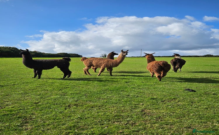 Llama livestock for sale - Advert 1