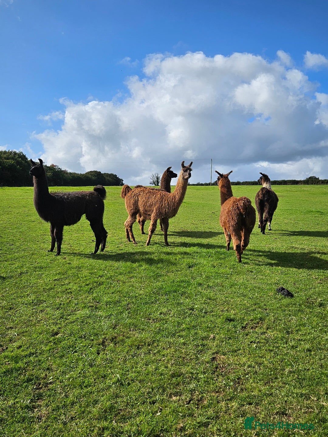 Llama livestock for sale: Llama - Image 1