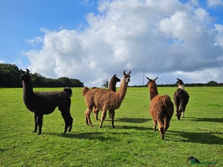 Llama livestock - Advert 9