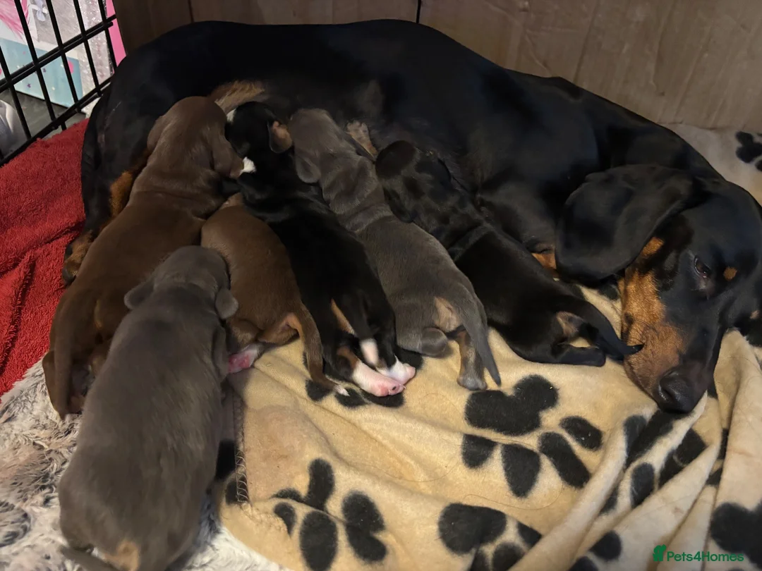 Dachshund dogs for sale: Beautiful mixed litter dachshund puppies in Pontefract - Advert 1