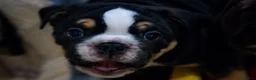 English Bulldog dogs for sale: English bulldog puppies ready to go now in Glasgow - Advert 14