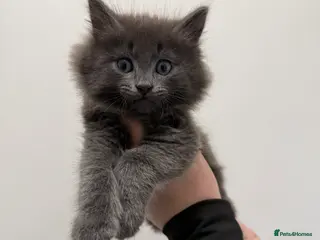 Maine Coon cats Maine coon kittens - Advert 13