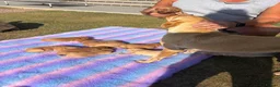 Labrador Retriever dogs for sale: Gorgeous Fox Red KC Reg Puppies  - Advert 6