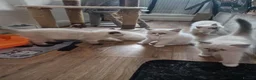 Ragdoll cats for sale: 5 ragdoll kittens are looking for homes. - Advert 2