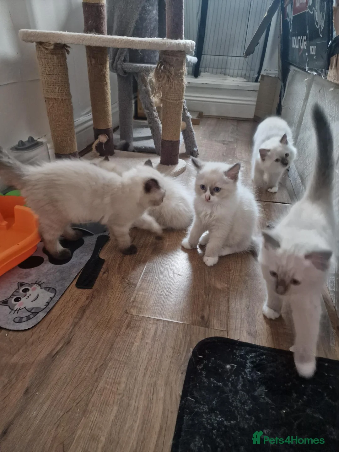 Ragdoll cats for sale: 5 ragdoll kittens are looking for homes. - Advert 2