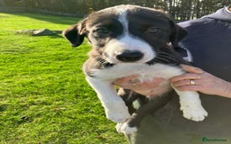 Border Collie dogs for sale: Beautiful Border Collie Puppies - Image 5