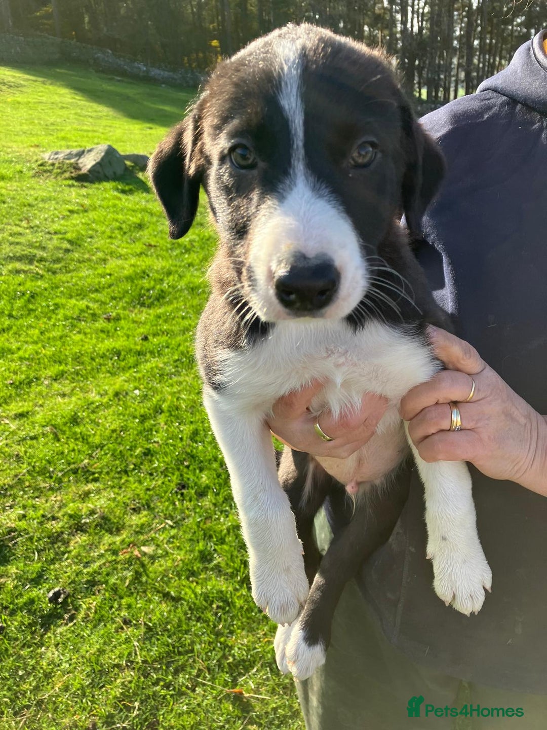 Border Collie dogs for sale: Beautiful Border Collie Puppies - Image 5