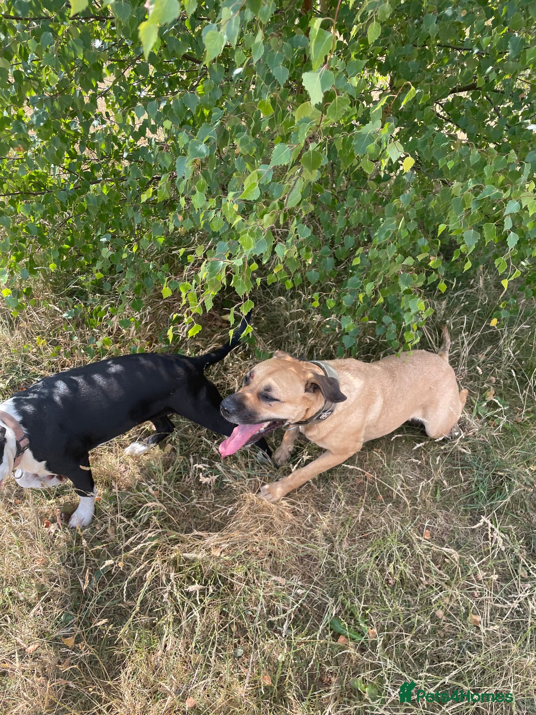 Mixed Breed dogs for sale: Bulldog cross  - Image 16