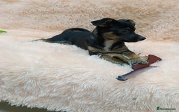 Mixed Breed dogs for adoption: 💙🐶 MARIUSZ 🐶💙 - Image 5
