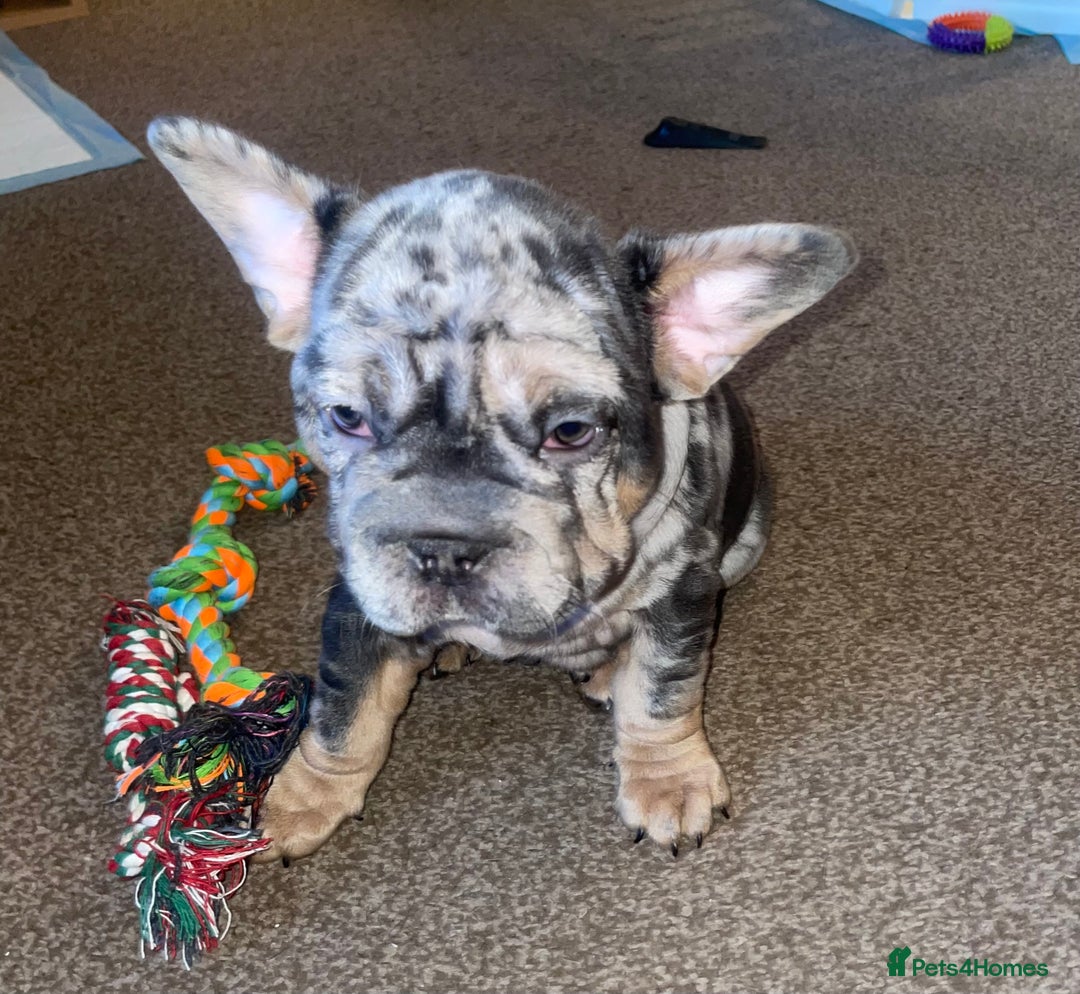French Bulldog dogs for sale: Only 1 boy left and ready to leave 😍 - Advert 4