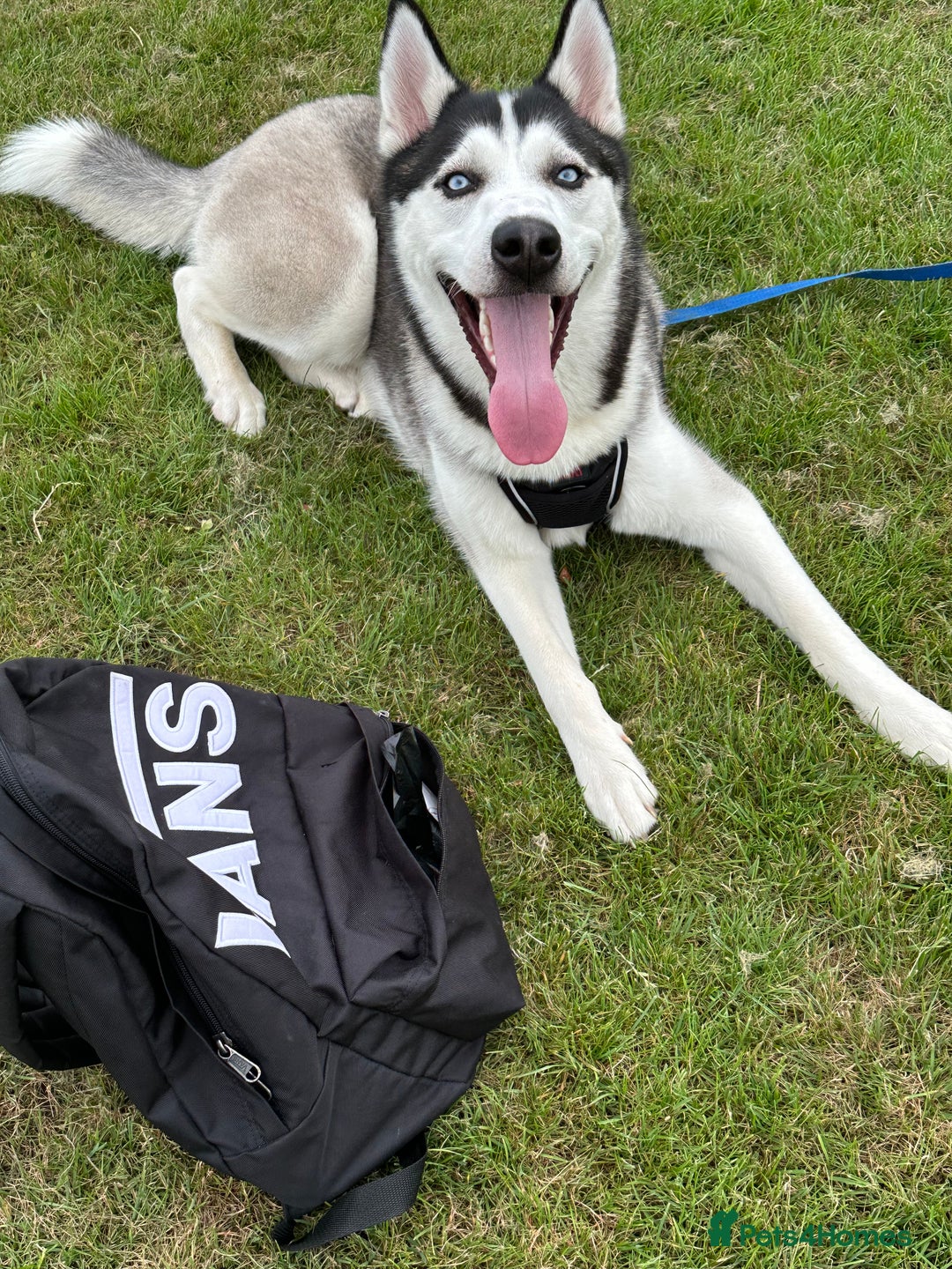 Siberian Husky dogs for sale: Purebred Siberian Husky  - Advert 2