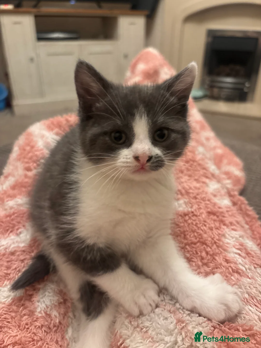 Mixed Breed cats for sale: 3 loveable, playful kittens  - Advert 5