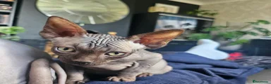 Sphynx Kitten 3 Harper