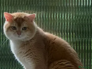 British Shorthair cats Cinnamon Golden Active Boy For Sale - Advert 14