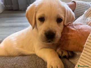 Goldador dogs Goldador Puppies - Advert 16