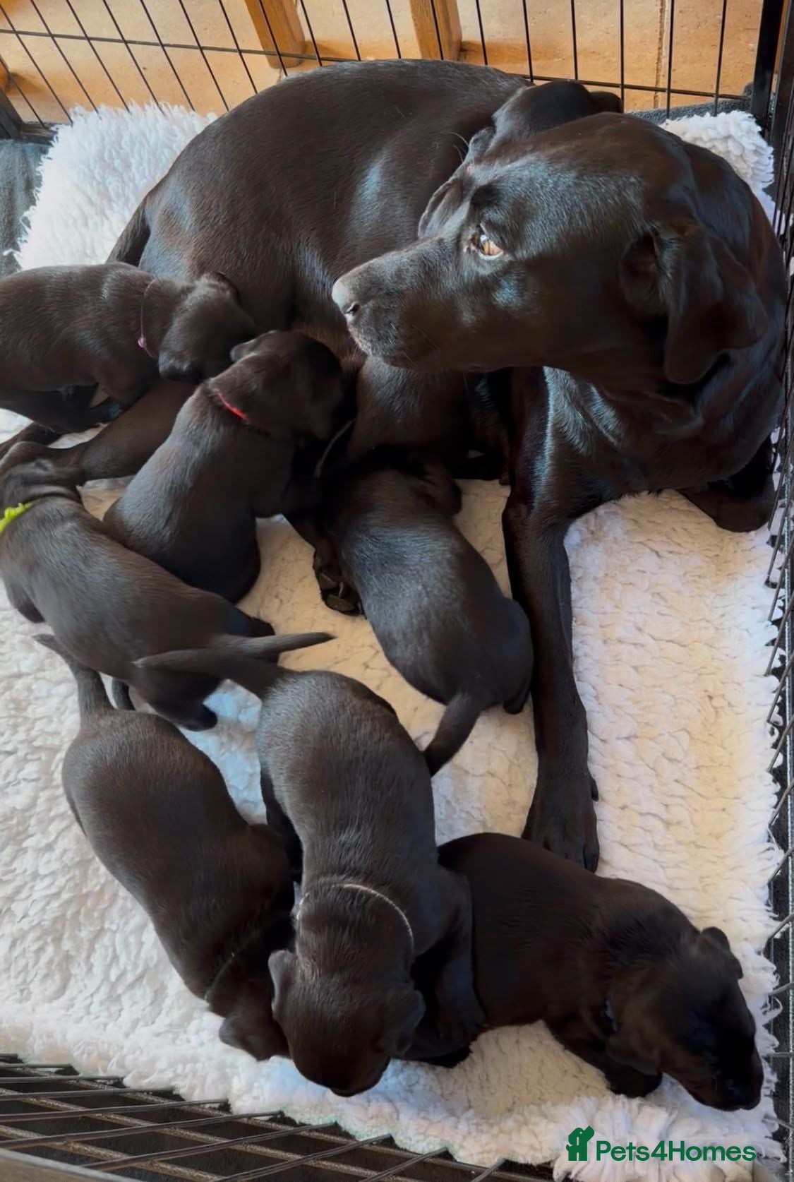Labrador Retriever dogs KC Registered, Fully Health Tested  - Advert 1