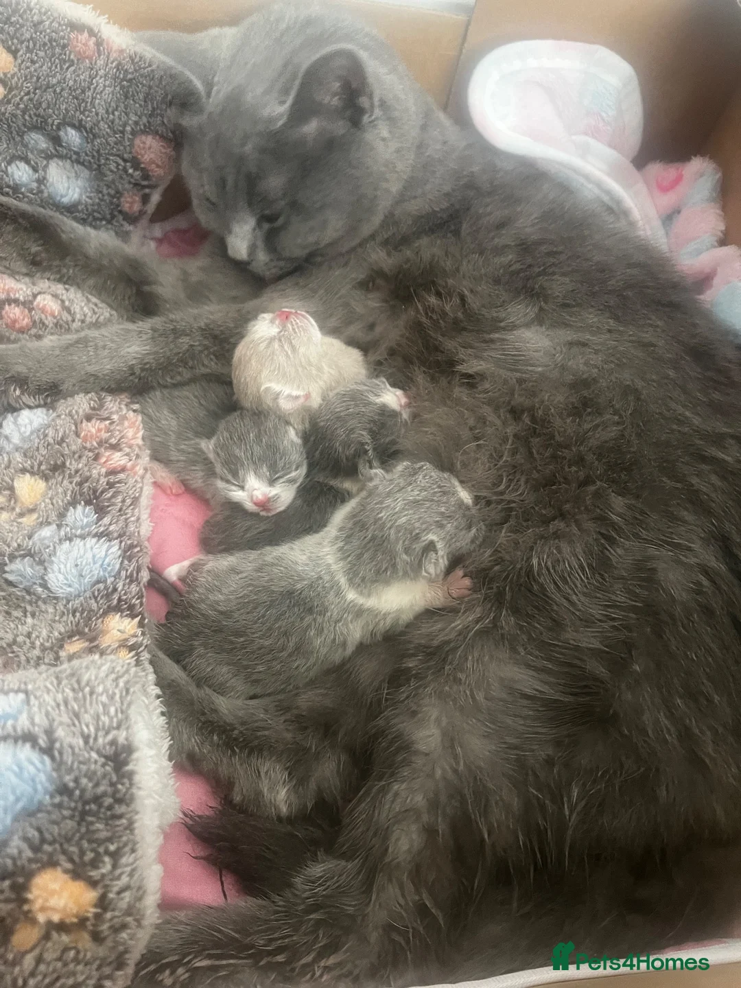 British Shorthair cats for sale: Beautiful British Shirt Hair Kittens - Advert 18
