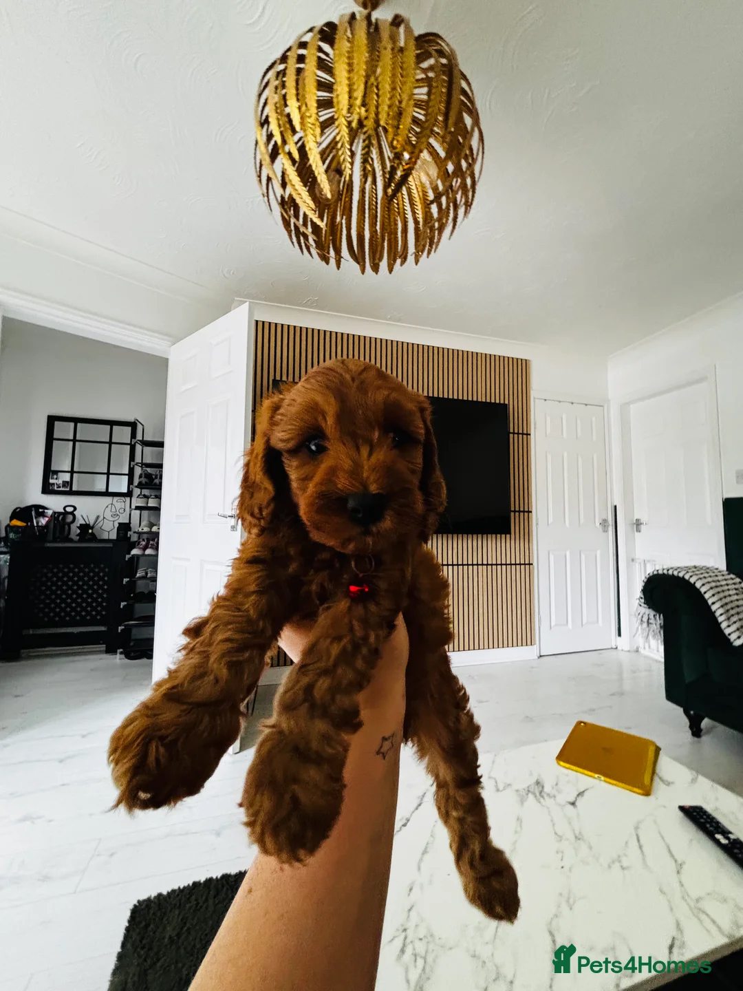 Cockapoo dogs for sale: For sale  - Advert 2
