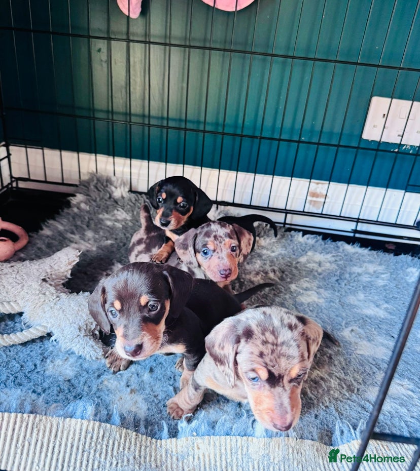 Miniature Dachshund dogs for sale: ⭐ OUTSTANDING MINI DACSHUND PUPS ⭐️ - Advert 1