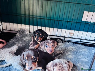 Miniature Dachshund dogs ⭐ OUTSTANDING MINI DACSHUND PUPS ⭐️ - Advert 3