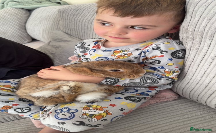 Mini Lop rabbits - Advert 6