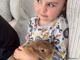 Mini Lop rabbits - Advert 20