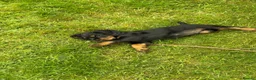 Cocker Spaniel dogs for sale: 1 Working Cocker Spaniel Puppy available  in Ashford - Advert 2