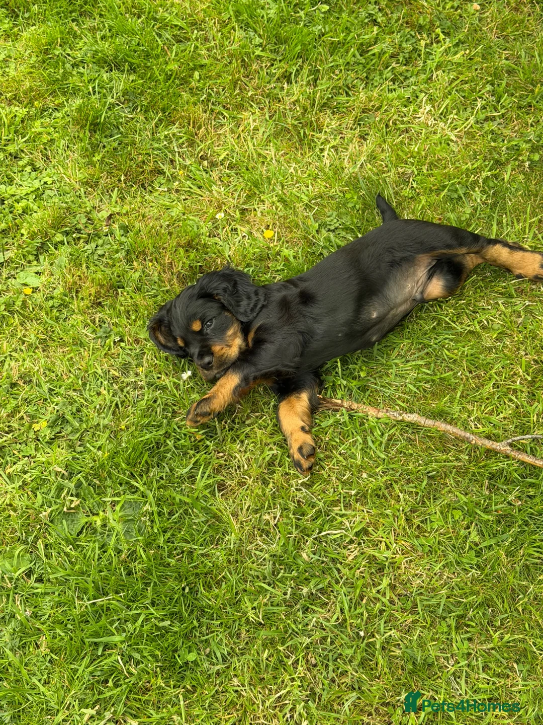 Cocker Spaniel dogs for sale: 1 Working Cocker Spaniel Puppy available  in Ashford - Advert 2
