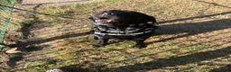 Labrador Retriever dogs for sale: Beautiful 8-Year-Old Labrador  - Advert 3