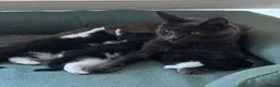Maine Coon cats for sale: Maine Coon X cross kittens in Cranbrook - Advert 1