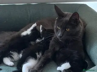 Maine Coon cats Maine Coon X cross kittens - Advert 4