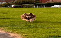 German Shepherd dogs for stud: Sabre, big strong straight backed DMclear male GSD in Stoke-on-Trent - Image 13