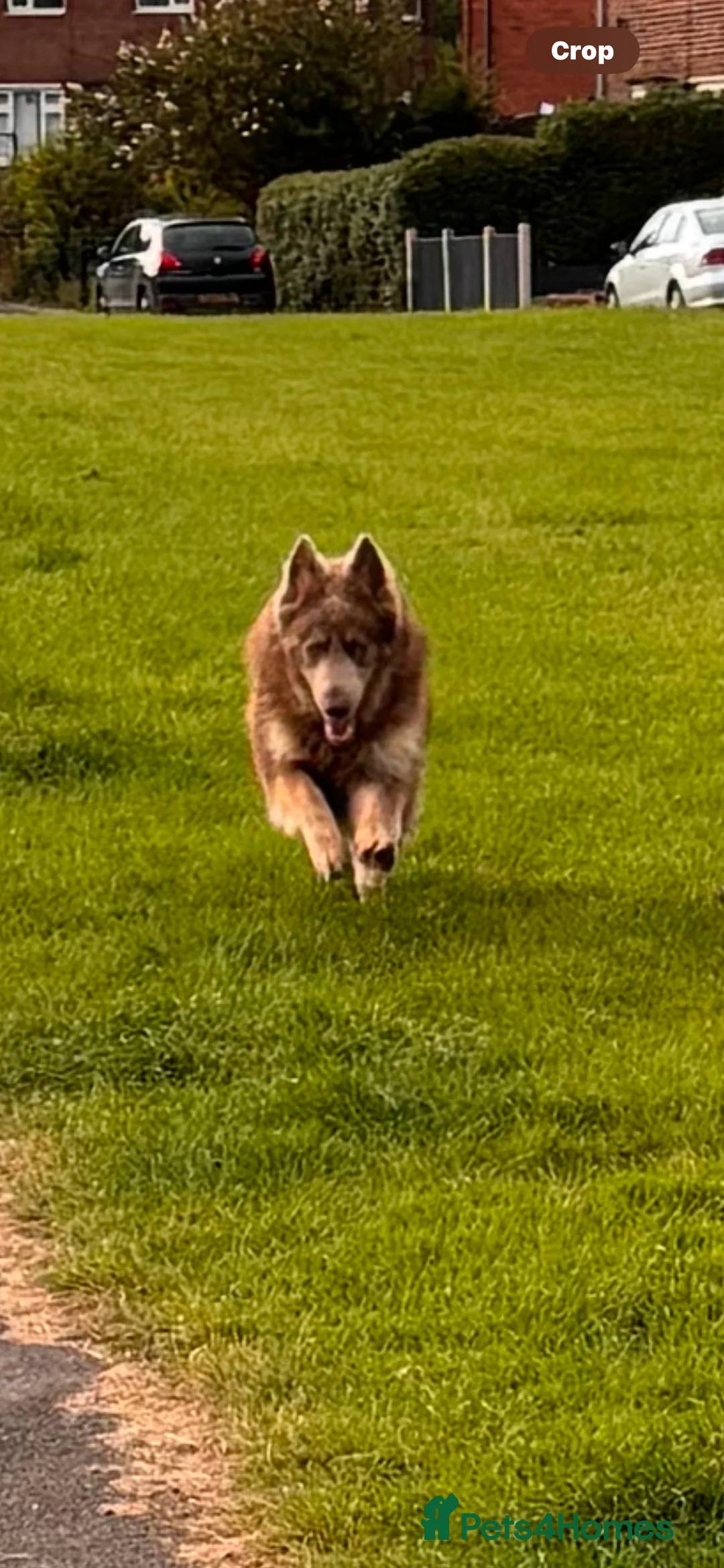 German Shepherd dogs for stud: Sabre, big strong straight backed DMclear male GSD in Stoke-on-Trent - Advert 13