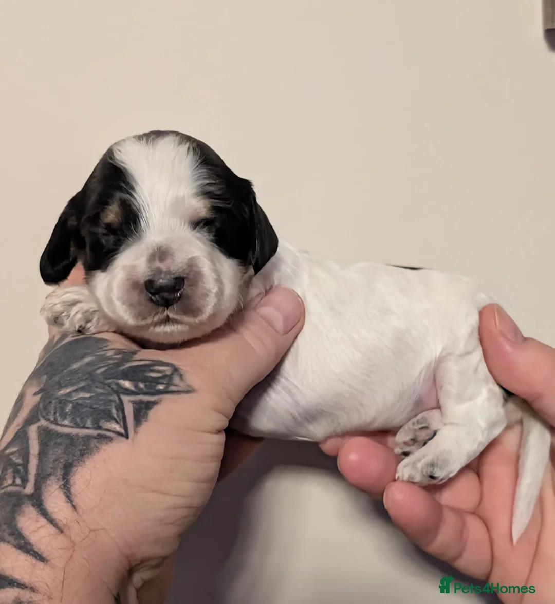 Cockapoo dogs for sale: Gorgeous cockapoo puppies  - Advert 5