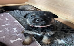 Shepsky dogs for sale: German Shepherd/Shepsky Puppies - Image 9