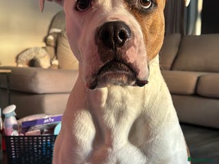 American Bulldog dogs Gorgeous adult American bull dog - Advert 3