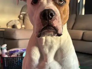 American Bulldog dogs Gorgeous adult American bull dog - Advert 14