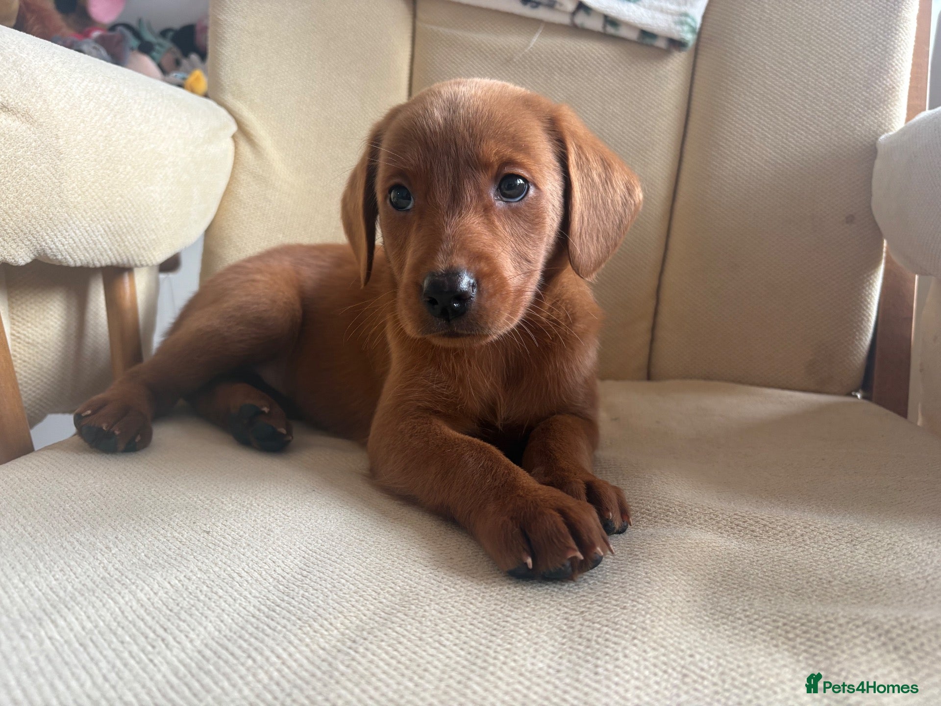 Labradoodle dogs F1B Quality Health Tested Fox Red Labradoodle  - Advert 2