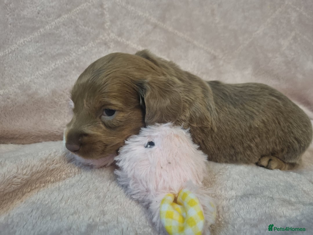Miniature Dachshund dogs for sale:   Long haired  dachshunds puppies  top quality  - Image 10