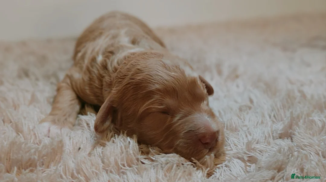 Australian Labradoodle dogs for sale: Australian Labradoodle - Advert 10