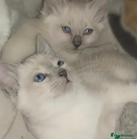 Siamese cats Beautiful blue eyes - Advert 1