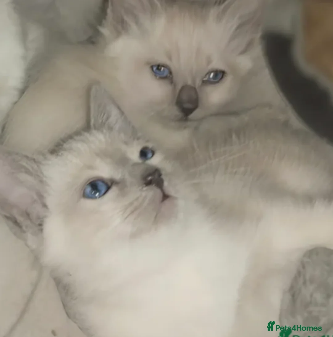 Siamese cats for sale: Beautiful blue eyes - Advert 1