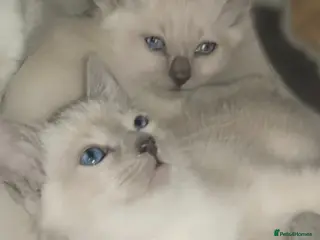 Siamese cats Beautiful blue eyes - Advert 2