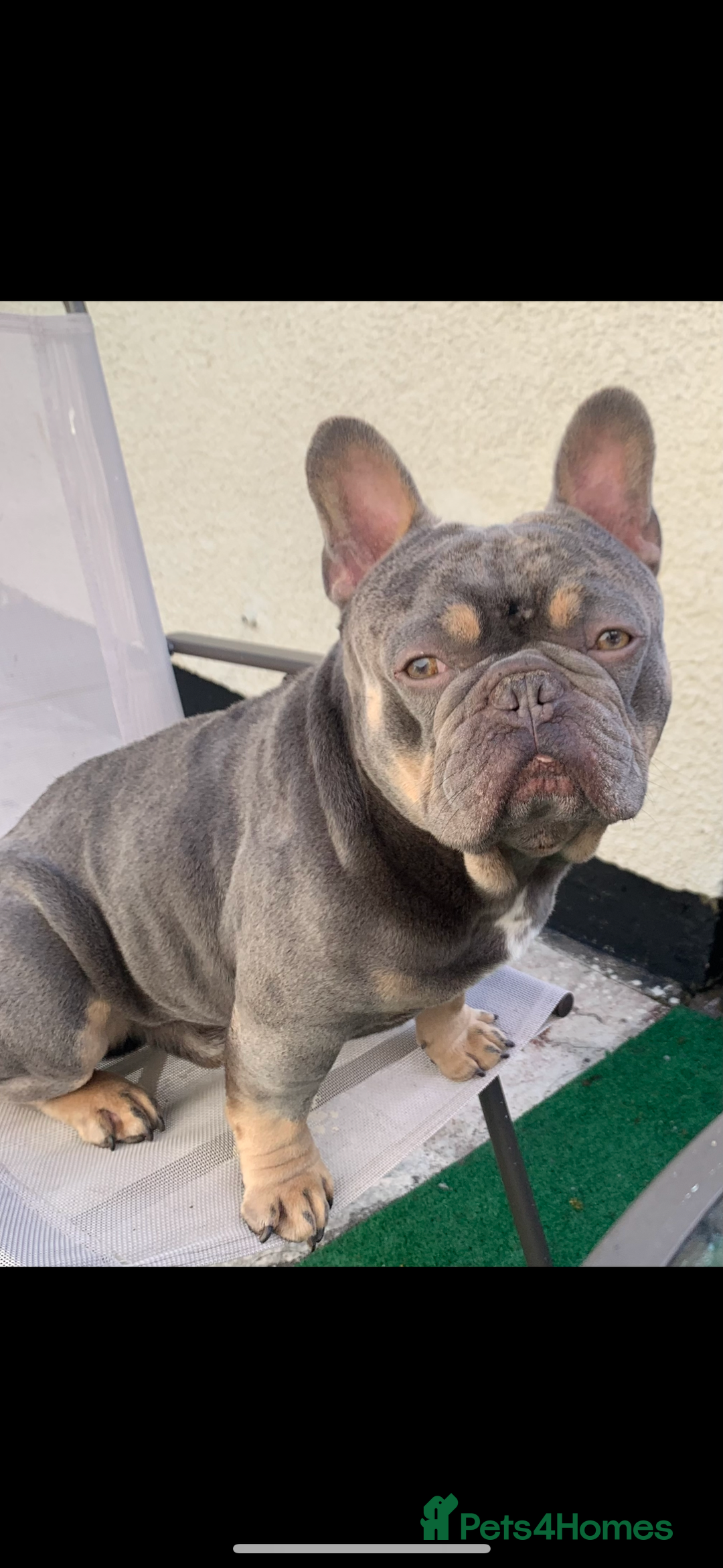 French Bulldog dogs for stud: French bulldog STUD - Image 2