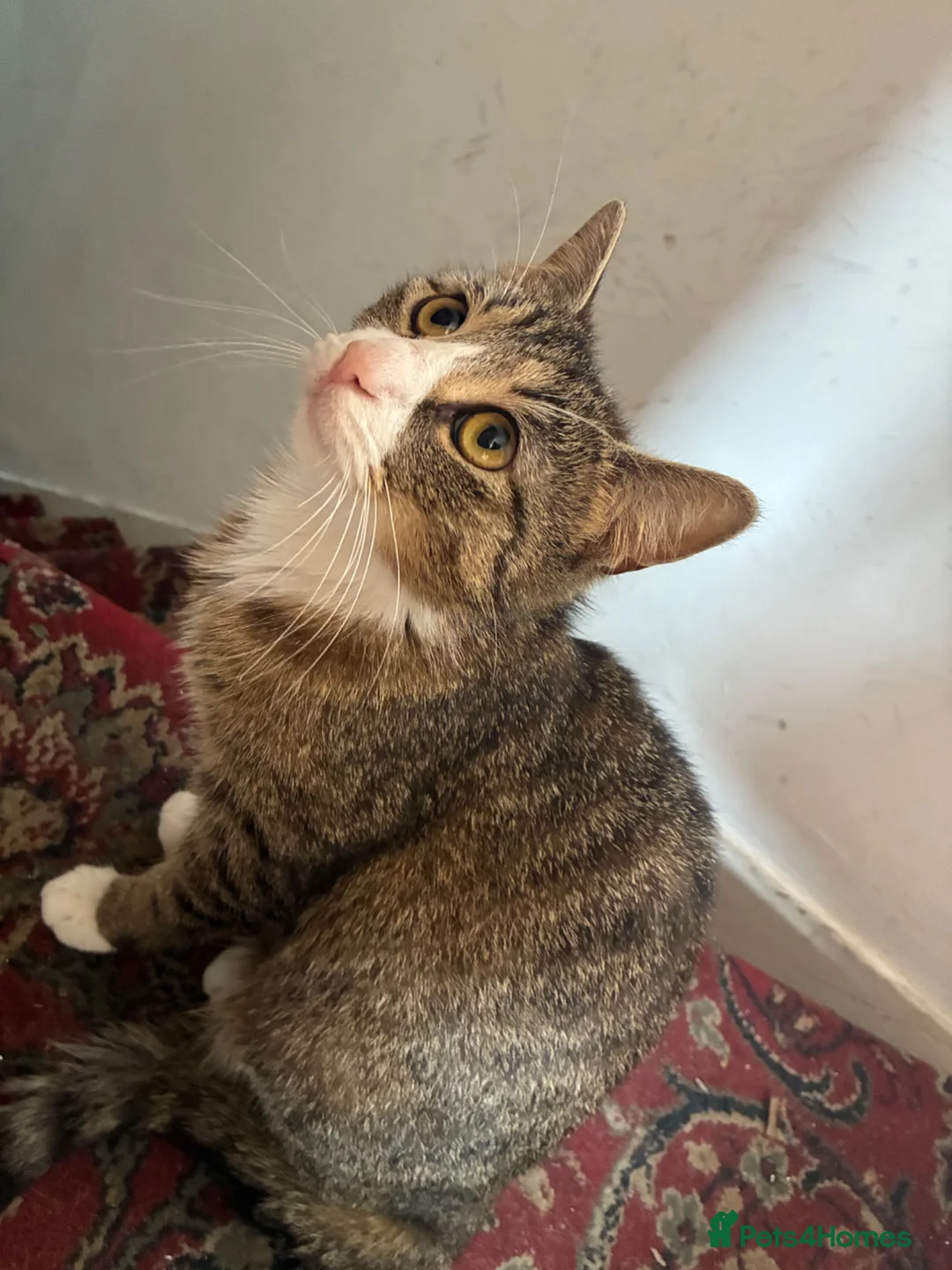 Mixed Breed cats for sale: Cat and kitten - Advert 2