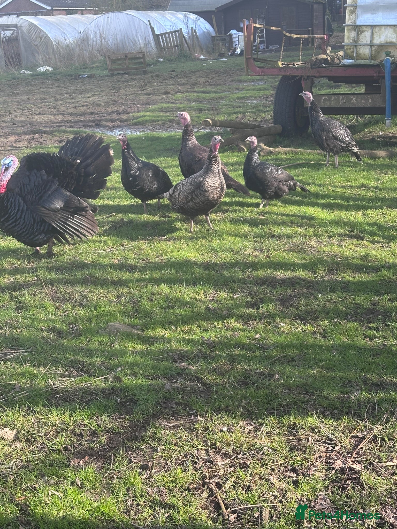Turkeys poultry Norfolk black/bronze turkeys.  - Advert 17