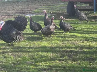 Turkeys poultry Norfolk black/bronze turkeys. - Advert 1