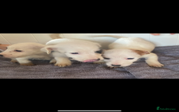 Jack Russell dogs for sale: 3 Jack Russel puppies  - Advert 3